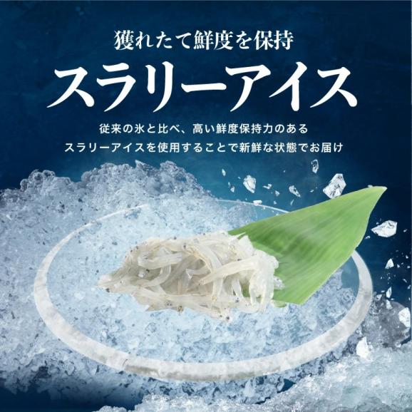 ＼お中元ギフトにおすすめ／瀬戸内海産 生しらす 500g(100g×5パック) 無添加 朝獲れ【シラス/しらす/お取り寄せ/お中元/ギフト/送料無料/ますよね】04