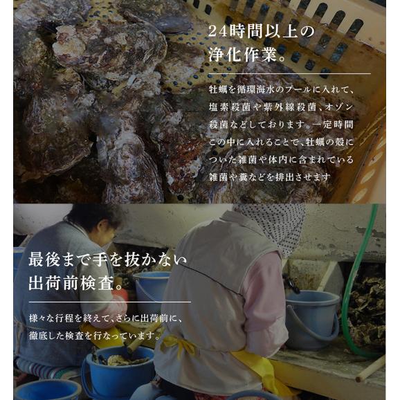 【お刺身OK】兵庫県室津産 殻付き牡蠣 700g前後(約12粒入) 高圧処理済みで簡単殻むき ※同梱不可【送料無料/貝/かき/カキ/生牡蠣/生かき/生ガキ/ギフト/お中元/BBQ/ますよね】04