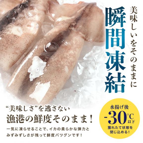 ＼新登場／ツボ抜き するめいか 5杯 下処理済み 加熱用【BBQ/スルメイカ/烏賊/イカ/いか/丸ごとイカ/焼きイカ/ギフト/お歳暮/送料無料/ますよね】02