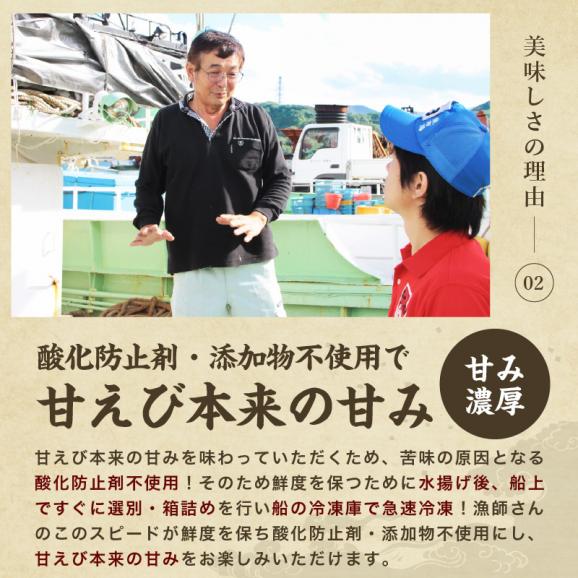 ＼敬老の日ギフトにおすすめ／酸化防止剤.添加物不使用【日本海産】お刺身用 子持ち甘えび 500g(約35-40尾入)【越前甘えび/甘海老/刺身/お取り寄せ/ギフト/敬老の日/送料無料/ますよね】03