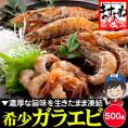 【福井県越前産】希少な ガラエビ 500g(約30匹)無添加・無着色【送料無料/お刺身用/がらえび/ガサエビ/海老/お中元/父の日/ギフト/ますよね】