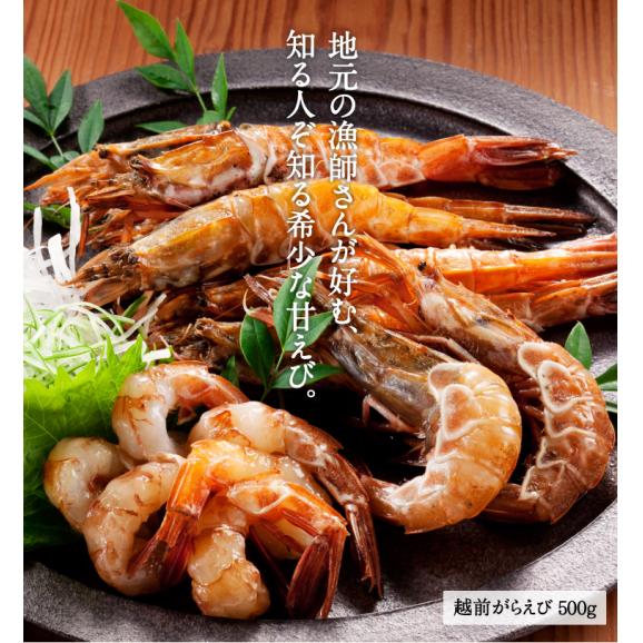 【福井県越前産】希少なガラエビ500g(約30匹)無添加・無着色【送料無料/お刺身用/がらえび/ガサエビ/海老/お中元/お歳暮/ギフト/ますよね】02