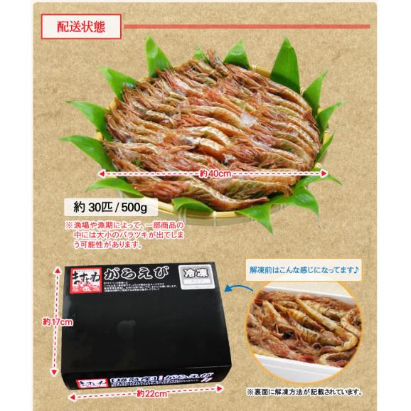 【福井県越前産】希少なガラエビ500g(約30匹)無添加・無着色【送料無料/お刺身用/がらえび/ガサエビ/海老/お中元/お歳暮/ギフト/ますよね】06