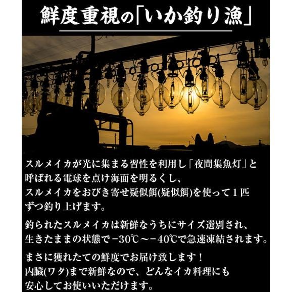 日本海産するめいか 7ハイ (約1.3kg)【BBQ/スルメイカ/烏賊/イカ/いか/ギフト/お中元/送料無料/ますよね】02