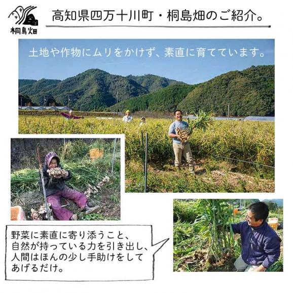 桐島畑のジンジャーシロップ　480g入り　高知県四万十川町産しょうが　生姜シロップ　しょうがシロップ03