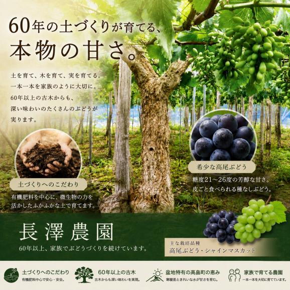 《希少種》高尾ぶどう　約２キロ（3～4房）02