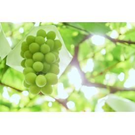 『限定20箱」大房シャインマスカット １房（800ｇ以上）