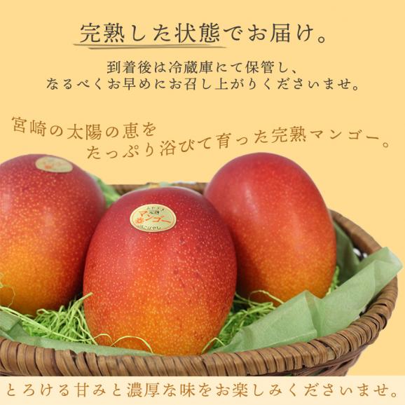 【予約販売】宮崎産完熟マンゴー２Lサイズ２玉02