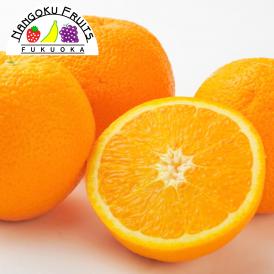 南国フルーツ・アメリカ産オレンジ　10玉