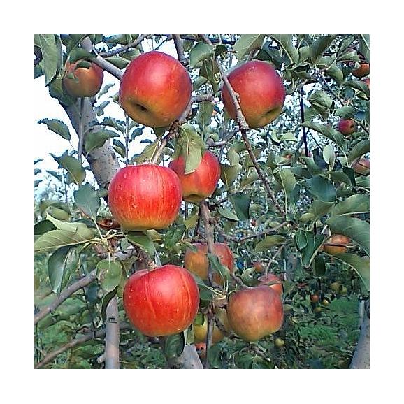 南国フルーツ・旬の赤りんご 約1.2kg(4～5玉)03