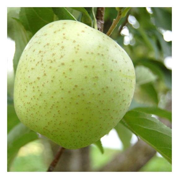 南国フルーツ・赤・青りんごの詰合せ　約2.5kg (9～10玉)03