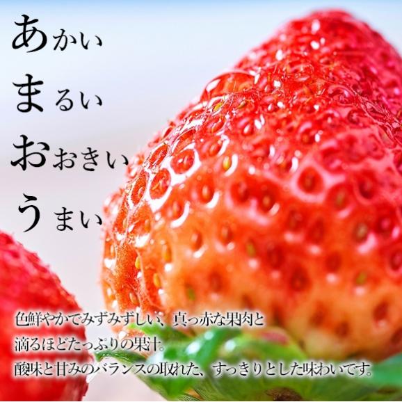 南国フルーツ　福岡産あまおう苺デラックス10パック 02