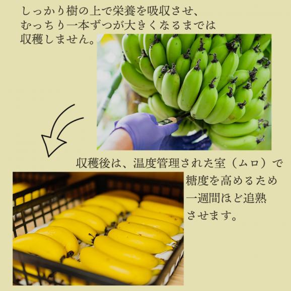 【産地直送】長崎県島原産　なかなかバナナ5本(段ボール入)04
