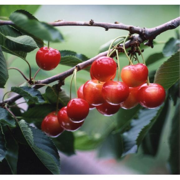 果樹園のさくらんぼパイ03