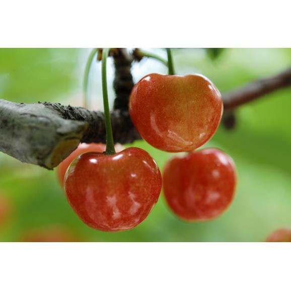 果樹園のさくらんぼチーズタルト04