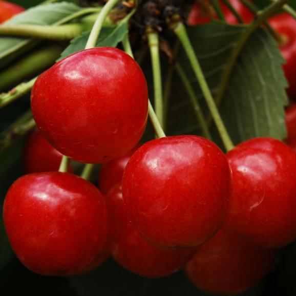 さくらんぼ紅秀峰1kg  　バラ詰め　（7月中旬頃～７月下旬頃発送商品）※着日指定不可02