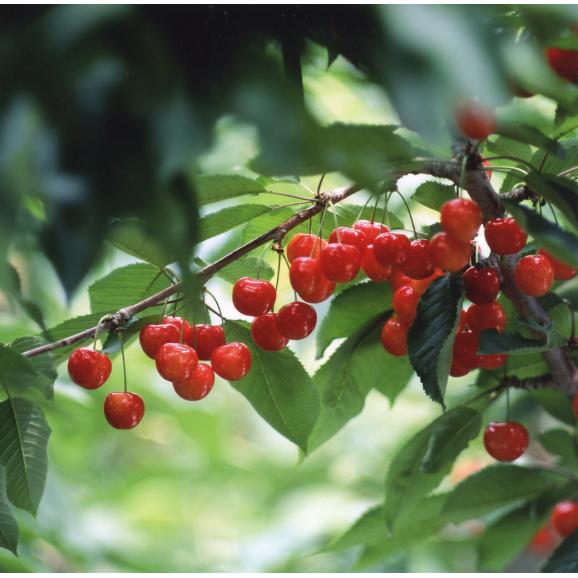 さくらんぼ紅秀峰1kg  　バラ詰め　（7月中旬頃～７月下旬頃発送商品）※着日指定不可03