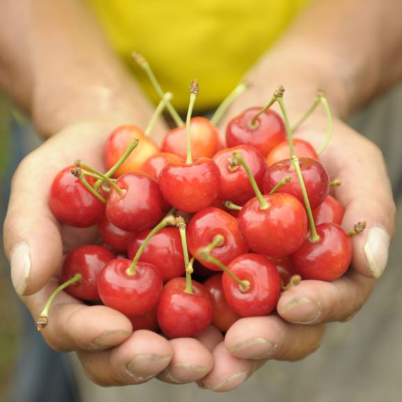 さくらんぼ紅秀峰1kg  　バラ詰め　（7月中旬頃～７月下旬頃発送商品）※着日指定不可04