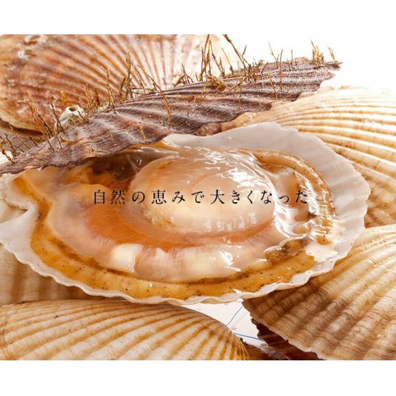 北海道 宗谷産 活ホタテ 2.0kg【送料無料】未冷凍04