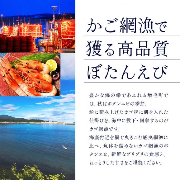 北海道 増毛産 ボタンエビ 400g(9-12尾前後)【希少な北海道産】【送料無料】透き通る身と濃厚なエビ味噌 ぼたんえび お取り寄せグルメ 北海道 えび エビ 冷凍 海老 刺身 ボタン04