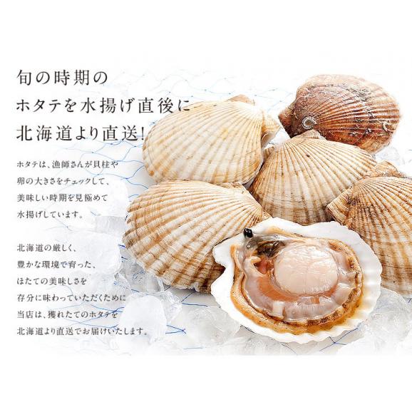 【水揚げ次第お届け】北海道 野付産 ジャンボ活ホタテ 約2.0kg (7枚前後)【送料無料】03