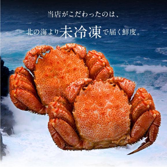 【1月25日〜1月26日お届け】北海道 太平洋産 浜茹で 未冷凍 チルド毛ガニ 400g前後 【送料無料】04