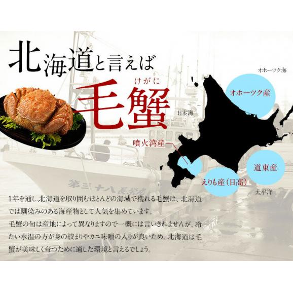【1月25日〜1月26日お届け】北海道 太平洋産 浜茹で 未冷凍 チルド毛ガニ 400g前後 【送料無料】06