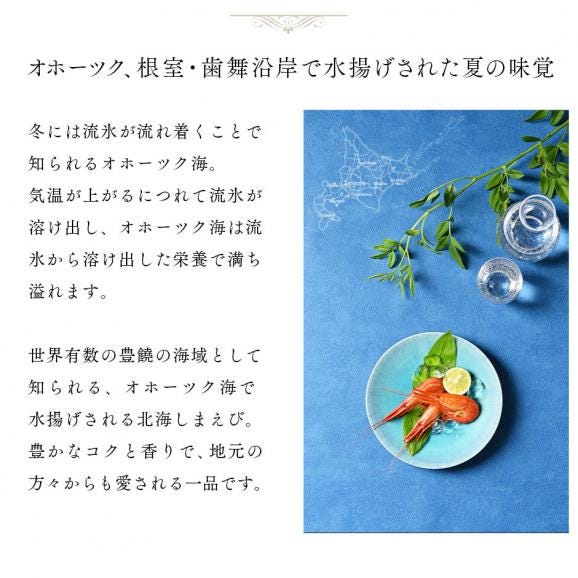 北海道 根室・歯舞産 ホッカイシマエビ 600g 56尾前後【送料無料】02