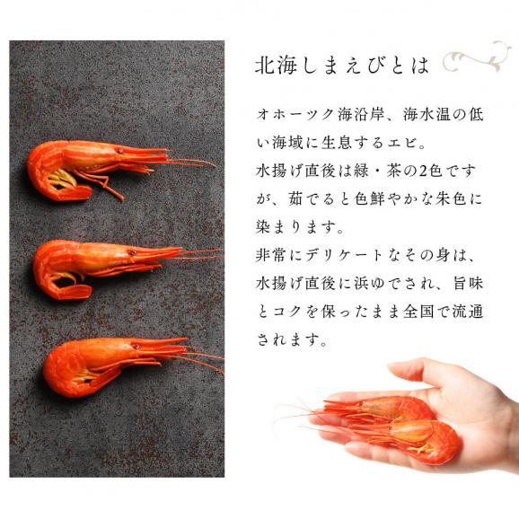 北海道 根室・歯舞産 ホッカイシマエビ 600g 56尾前後【送料無料】03