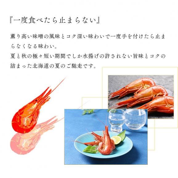北海道 根室・歯舞産 ホッカイシマエビ 600g 56尾前後【送料無料】04