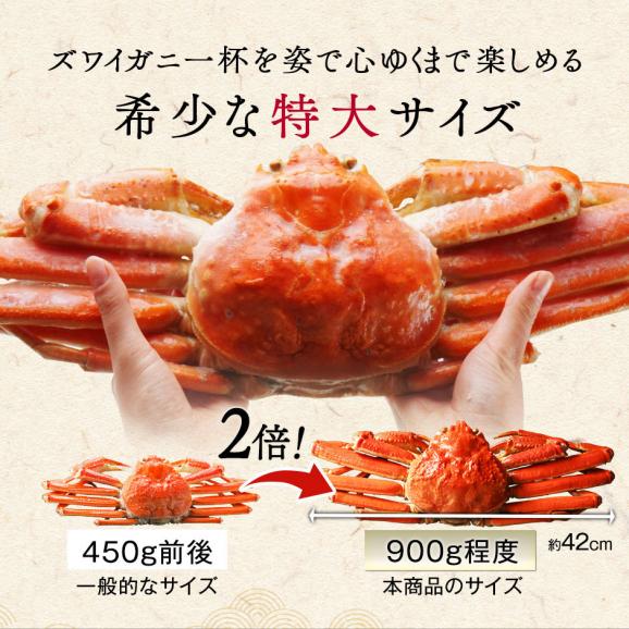 【大型サイズ】本ズワイガニ 姿 900g前後【送料無料】かに カニ 蟹 ずわい ズワイ蟹 プレゼント グルメ ギフト02