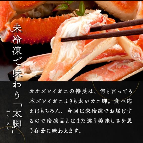 未冷凍 北海道産 ボイル済み オオズワイガニ 姿 400〜480g【送料無料】【水揚げ次第お届け】02