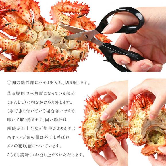 北海道 根室産 花咲ガニ(姿) 450g前後×2【送料無料】04