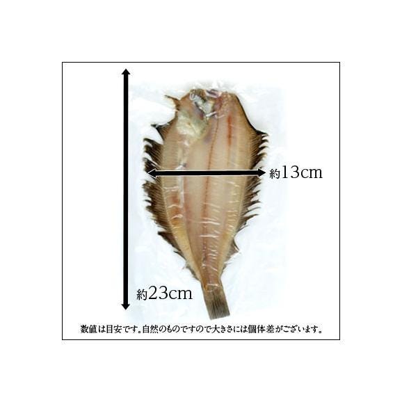 北海道産 滑多鰈(なめたかれい)200-250g 5尾セット【送料無料】06