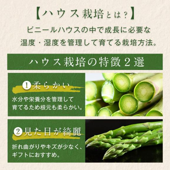 北海道 富良野産 朝もぎハウスグリーンアスパラ L-2L混サイズ　2.0kg【送料無料】03