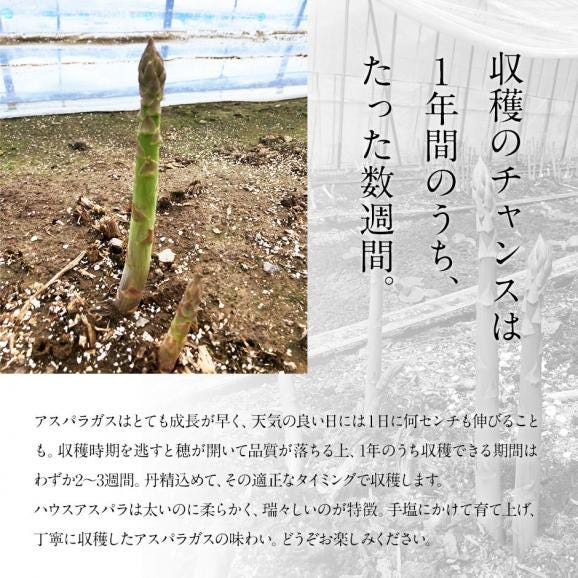 北海道 富良野産 朝もぎハウスグリーンアスパラ L-2L混サイズ　2.0kg【送料無料】06