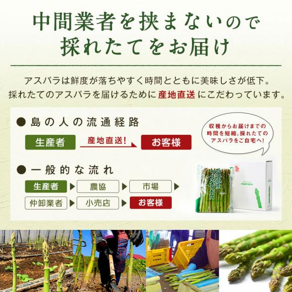 北海道 富良野産 露地栽培 グリーンアスパラガス M〜2Lサイズ　2.0kg【送料無料】03