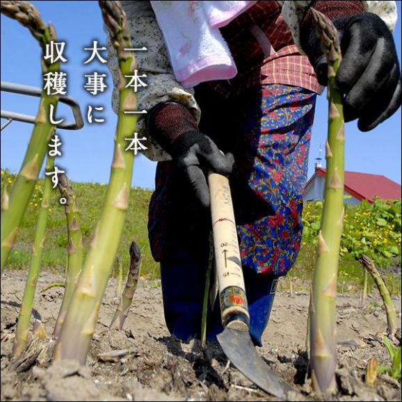 北海道 富良野産 露地栽培 グリーンアスパラガス M〜2Lサイズ　2.0kg【送料無料】05