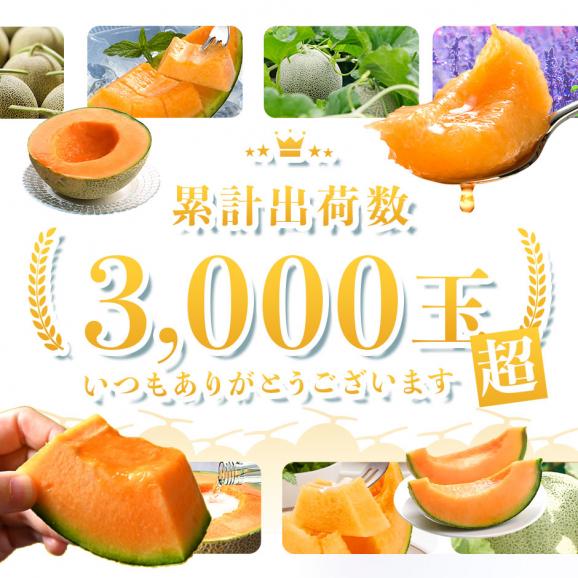 【7月後半-8月前半お届け】北海道 富良野産 赤肉メロン 1.6kg【送料無料】02