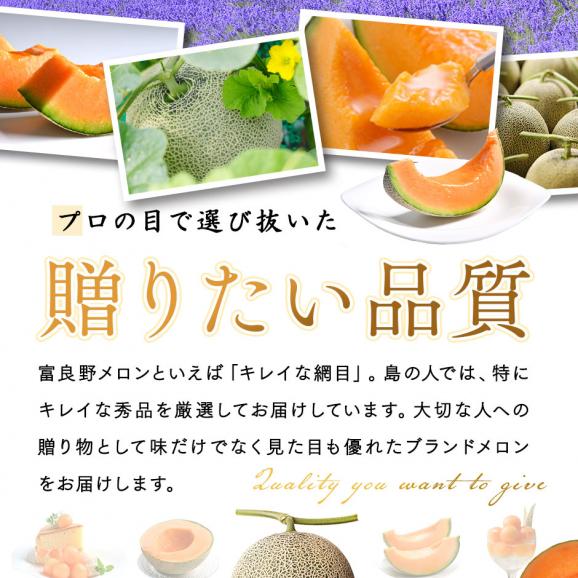 【7月後半-8月前半お届け】北海道 富良野産 赤肉メロン 1.6kg【送料無料】05