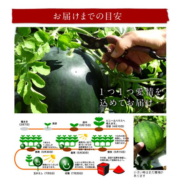 【贈答向け／共撰優品】でんすけすいか 北海道 当麻産 1玉8kg前後【送料無料】産地直送05