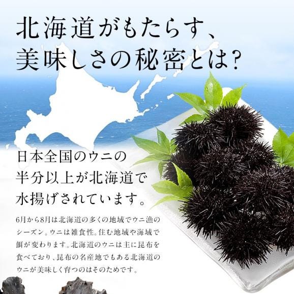 【7～8月限定販売】お中元 うに 北海道 松前産 生キタムラサキウニ 100g【送料無料】03