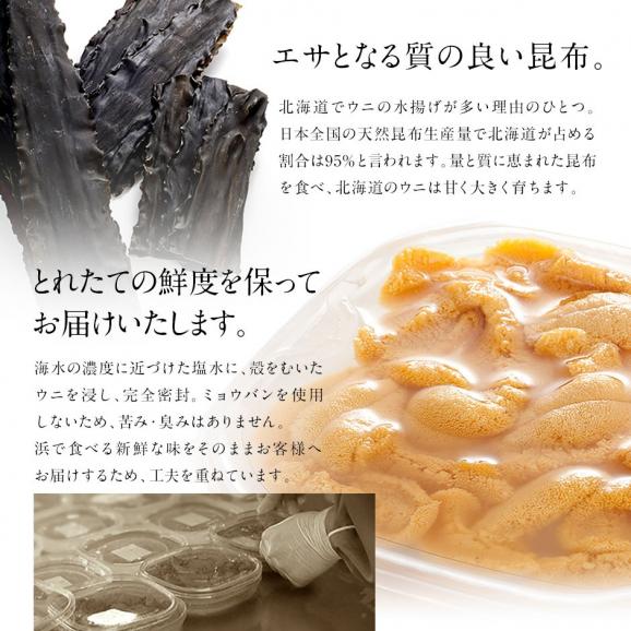 【7～8月限定販売】お中元 うに 北海道 松前産 生キタムラサキウニ 100g【送料無料】04