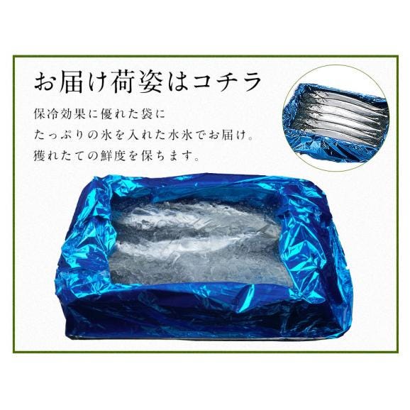 北海道産 サンマ 2.0kg 生さんま　お刺身で食べられるほど高鮮度【獲れたてをすぐお届け】06