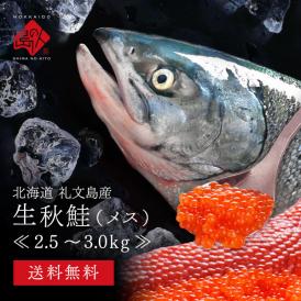 日本最北の鮭 礼文島産 生秋鮭 メス (生筋子入り) 2.5〜3.0kg前後【送料無料】