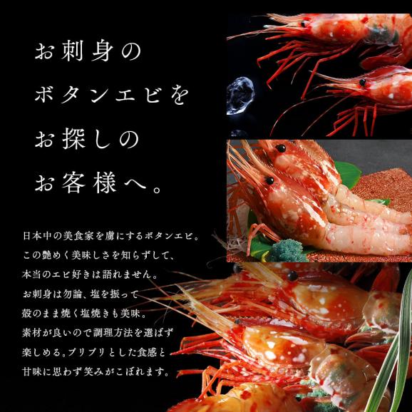 ロシア産 ボタンエビ 500g(10-12尾前後)【送料無料】透き通る身と濃厚なエビ味噌 ぼたんえび お取り寄せグルメ えび エビ 冷凍 海老 刺身 ボタン02