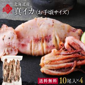 北海道産 真イカ(お手頃サイズ)（丸ごと）　10尾入り×4セット【送料無料】