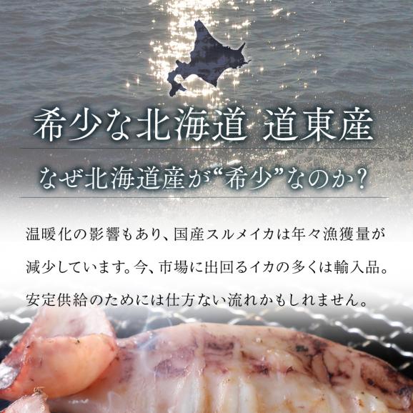 北海道産 真イカ(お手頃サイズ)（丸ごと）　10尾入り×4セット【送料無料】02