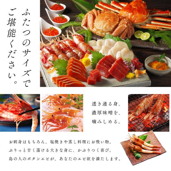 北海道産 ボタンエビ 500g(9-11尾前後)【送料無料】透き通る身と濃厚なエビ味噌 ぼたんえび お取り寄せグルメ えび エビ 冷凍 海老 刺身 ボタン03