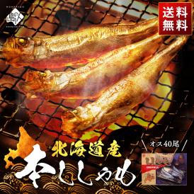 【肉厚・濃厚】北海道産 本ししゃも オス 40尾入り【送料無料】